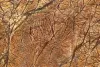 Bidasar Marble Price | Rainforest Brown Marble Exporter in India
