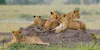 Why is Ranthambore National Park famous? | Eye Of The Tiger