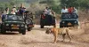 Ranthambore Tour Package From Jaipur @ Lowest Cost | Book Now