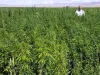 wholesale CBD