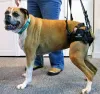 Mobility Harnesses Using For Your Dog