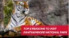 ranthambore national park