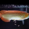 HOME - Arowana fish store