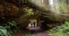 When is the Best Time to Visit Redwood National Park in California?