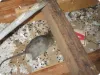  residential pest control near me
