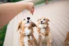Best Food for Puppy Training | DogExpress