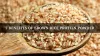 7 Benefits of Brown Rice Protein Powder | Titan Biotech Ltd
