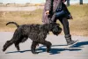 7 Dog Breeds with A Hypoallergenic Coat That Doesn’t Shed - DogExpress