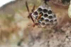 Wasp Control Melbourne