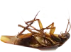 The Pests Exterminator Services and Treatments 
