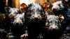 Keeping Rodents at Bay: The Ultimate Guide to Rodent Control Services