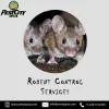 Pest Control Services in Detroit