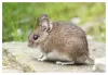 Rodent Control Services in Wayne County - Trap Master