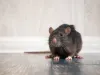 Rodent Control in Evanston