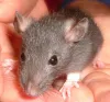 Rodent Control in Melrose Park