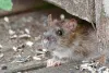 Rodent Control in Naperville