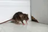 Rodent Control Wheaton