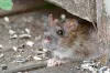 3 DIY Tips to Get Rid of Rats Yourself | Rats control Singapore