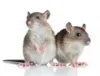Pest Control West London