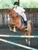Horse Riding Essex - High Beech Riding School