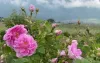 Kannauj Attar: Buy Natural Kannauj Attars and Perfumes Online - Vegan and Alcohol Free Attars