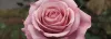 Blossom Landscaping - Your Local Vancouver Landscaping Experts | Blossom Landscaping
