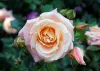 Top 10 Most Beautiful Flowers in the World - Articles 4 Business