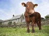 Bovine Colostrum Market Analysis by PanTheryx, Colostrum BioTec, Ingredia Nutritional, Biostrum Nutritech, Imu-Tek, Biotaris & more) Industry to Rise more than 9% CAGR during 2019-2025 - openPR