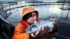 Aquaculture Vaccines Market Analysis by Top Players, Region, Type, End user, Market Status, Consumption, Competition Landscape, Market Share, Growth Rate, Future Trends, Market Drivers, Opportunities, Challenges, Sales Channels, Distributors 2019-2024 - openPR