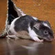 Pest Control Services |Rat Extermination |Cockroach Extermination services Windsor ON