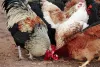 Poultry Feed Premix Market 2019 The Emerging Model For Animal Nutrition | Leading Manufactures: ADM, Cargill, BASF SE, DSM, WATTAgNet, Champrix, Prince Agri, Advanced Biological Concepts, Kalmbach Feeds, Lek Veterina, Cargill Feed, KEBS - openPR