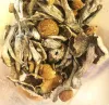 MAGIC MUSHROOMS – MEXICAN CUBENSIS