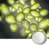 saccharomyces boulardii powder, saccharomyces boulardii, bulk saccharomyces boulardii