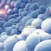 saccharomyces boulardii, probiotic supplements, saccharomyces boulardii probiotic, saccharomyces boulardii powder, saccharomyces boulardii powder use