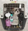 Pet Transport Service in Mumbai