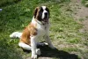 Saint Bernard - Facts & Information | mywagntails