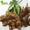 # Sâm Ngọc Linh Quảng Nam và Kon Tum thật 100%			         