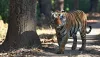 Reach Kanha Safari Gates?