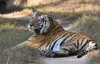 Kanha National Park Safari Timings | Safari Timings Of Tadoba National Park
