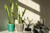 Snake plant: An ultimate guide for plant parents (+Shop here) | Building and Interiors