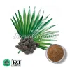 saw palmetto fruit powder, saw palmetto berry extract, saw palmetto powder, saw palmetto use, saw palmetto extract, saw palmetto berries, saw palmetto