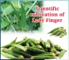 Lady Finger Cultivation Made Easy | In Scientific Way | Sachi Shiksha