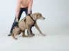 Various Types Of Dog Harness