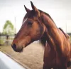 Horse image