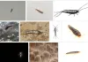 Silverfish Control Melbourne