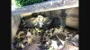  Dead Animal Removal Sunshine Coast