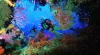 Scuba Diving in Andaman Islands, Book Scuba Diving Tour Package in Andaman & Nicobar Islands