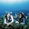 Book Scuba Diving In Havelock &bull; Seahawks SCUBA
