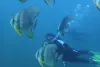Thrilling Scuba Diving in Andaman & Nicobar Islands