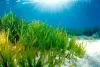List of Amazing Sea Plants - World's Exotic Beaches